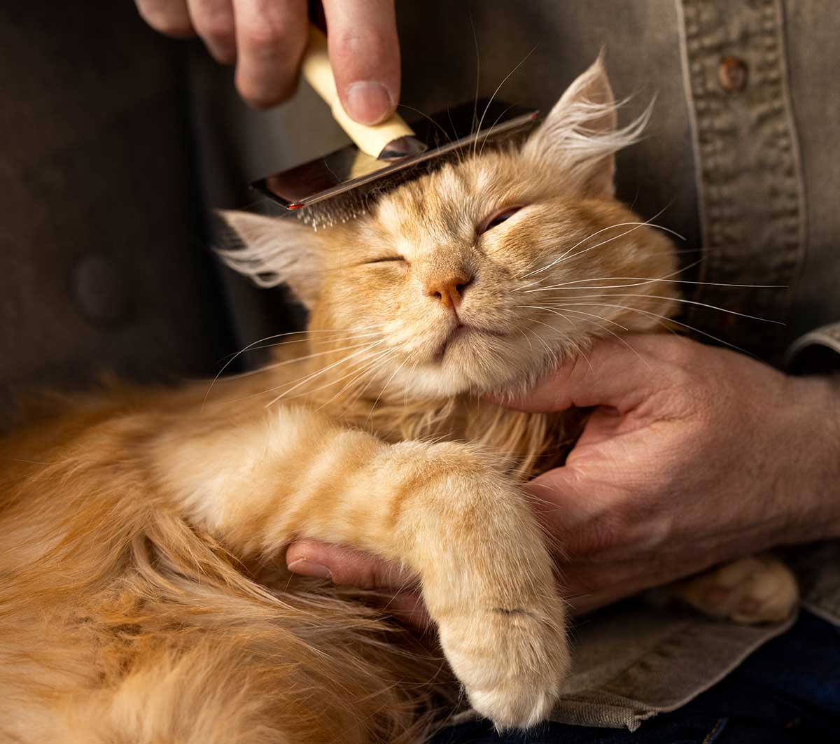 Grooming & Training: Tailored Care for Your Pet’s Best Self
