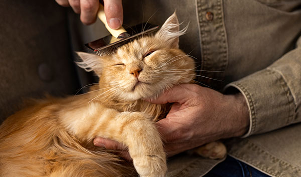 Grooming & Training