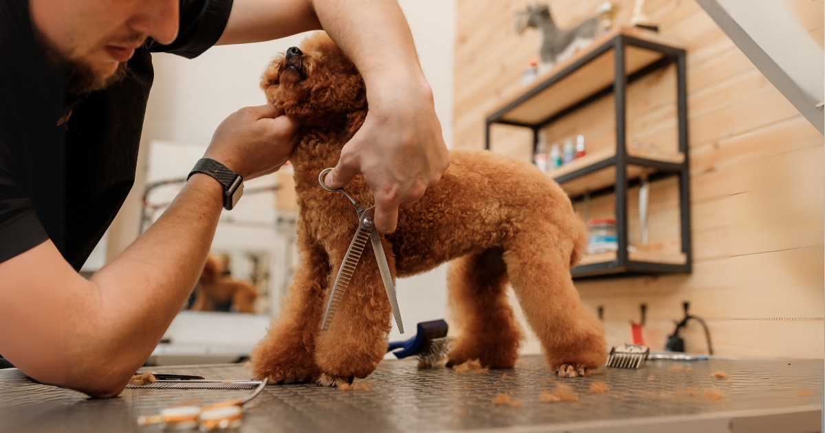 Tips for Pet Grooming Professionals