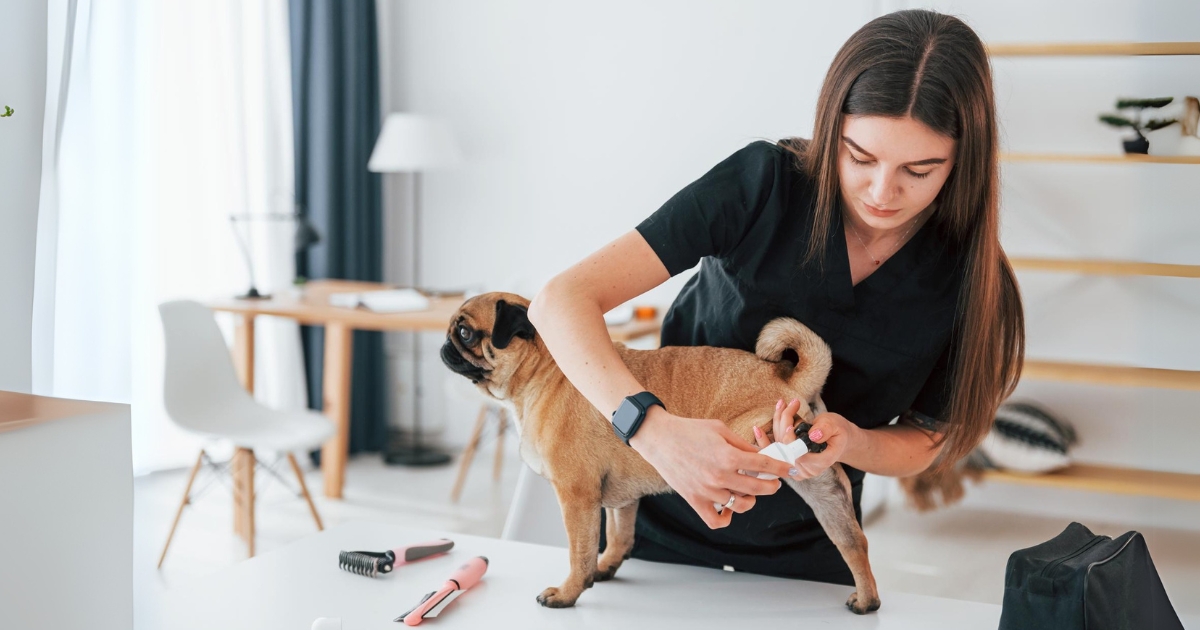 Pet Parenting Made Easy With Professional Pet Services