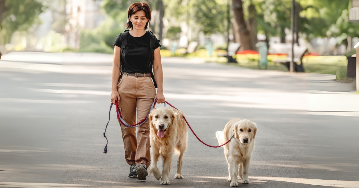 Can a Dog Walker Help with My Dog’s Behaviour and Development?